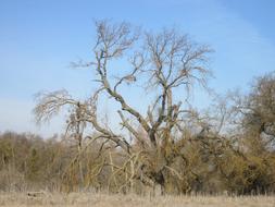Tree Nature Plant