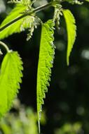 Nettle Leaves Stinging