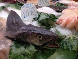 raw fish head