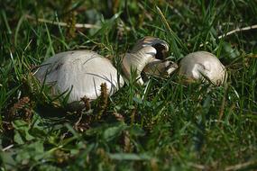 Mushrooms Nature Prairie Meadow