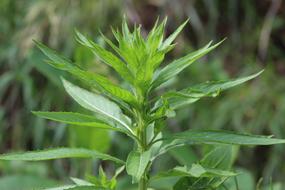 Nature Leaves Floral