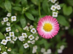 flower is fragrant and beautiful