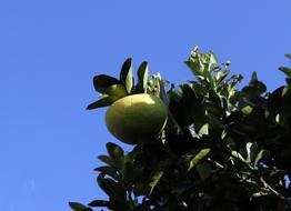 green fresh fruit on tree