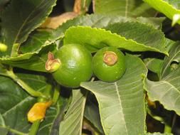 tropical green fruits