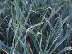green leeks