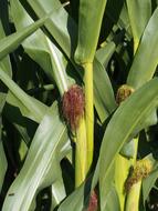Corn Plant On The Cob