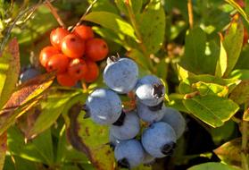 red and blue berries