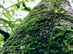 green moss on tree