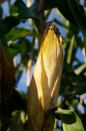 covered corn