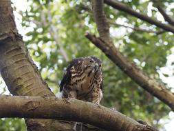 wild bird on branch