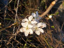spring flowers in dry grass