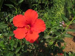 Wildflower Flower Hibiscus