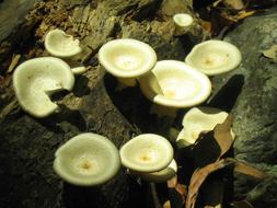 white mushrooms on pole