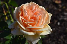 orange light flower