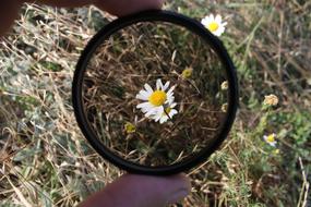 daisy under magnifying glass