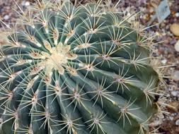 round cactus