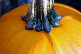 fresh ripe pumpkin