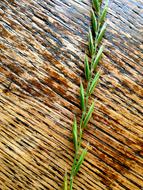 grass on the table