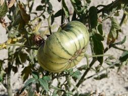 green garden tomato