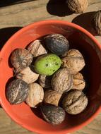 Walnuts Shell Green