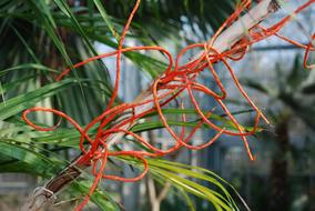 natural plants