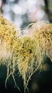 dry twisted grass