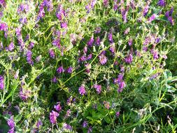 flowers on the bush