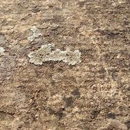 lichen in nature