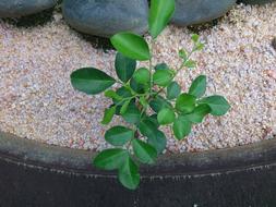 green leaves outdoors