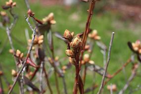 spring tree sprouts