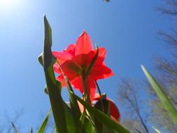red bud in the sun