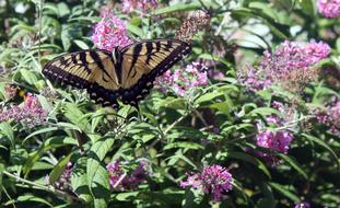 butterfly in spring garden