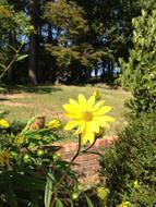 beautiful spring flower