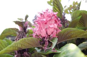 pink plant in spring