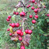 red sweet berries