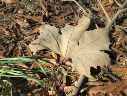 dry tree leaf on the ground