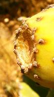 Cactus Prickly Pear Fruit macro photo