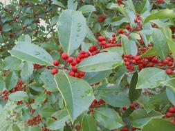 red wild berries