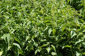 green weed bushes