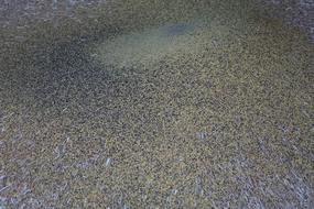 Chaff Coffee Threshing