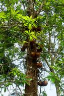 Tropical fruits on tree