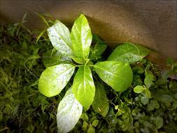 green plant sprout