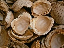 almond shell dry