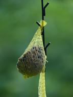 bird feeder in the garden