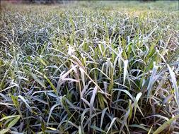 grassy surface