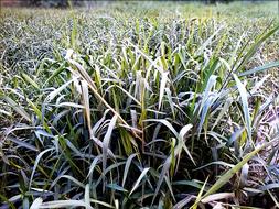 blooming grass in garden