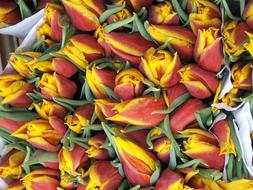 Tulipa gesneriana