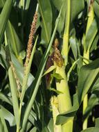 corn plant in field