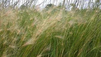 plants in meadow