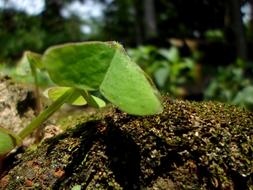 plant leaf in ground